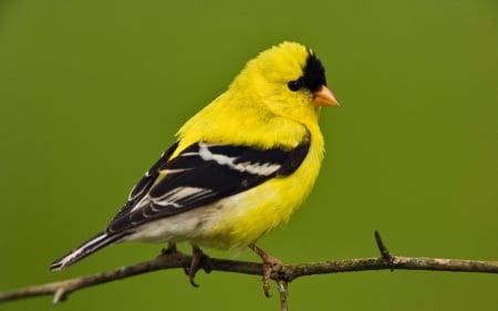 Bird - bird, pasare, yellow, branch, green