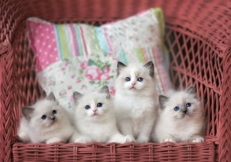 Kittens - pink, cat, chair, pisica, white, animal, kitten, cute, siamese