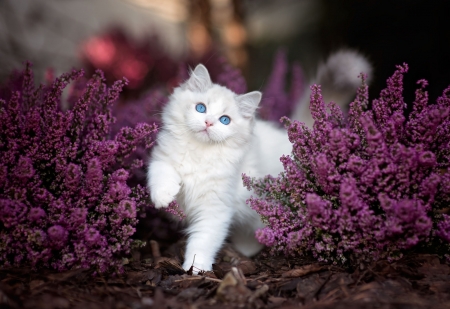 Kitten - cat, pisica, kitten, siamese, white, pink, animal, sweet, cute, flower