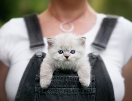 Kitten - white, grey, cat, animal, pisica, siamese, kitten