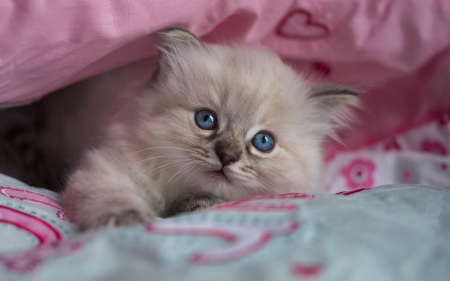 Kitten - blue, pink, sweet, cat, pisica, animal, kitten, cute, siamese