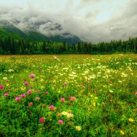 Clouds over Flower Field