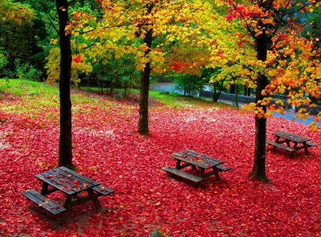 Picnic Tables in Autumn Park - table, tree, nature, park