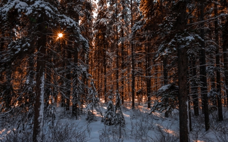 Winter Forest - snow, sunrays, trees, sunset