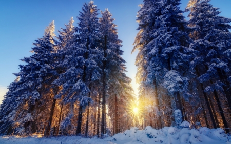 Winter Sunglow - firs, forest, snow, sun, sunrays