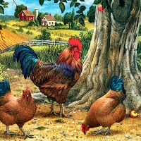 Rooster and Hens F2