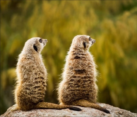 Alone at last - tan coats, two kats, trees, sitting on ledge, overlook