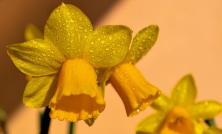 Daffodils after the rain. - Colour, Flora, Nature, Flowers