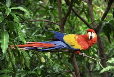 parrot on a branch - bird, fun, animal, parrot, cool