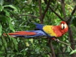 parrot on a branch