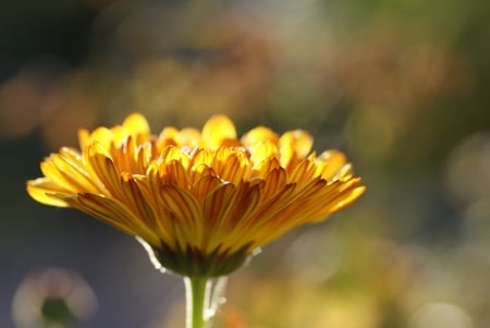 Flower - leaf, flower, tree, nature