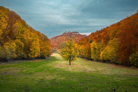 Forest - Forest, grass, tree, land