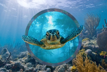 turtle - turtle, animal, cool, fun, ocean