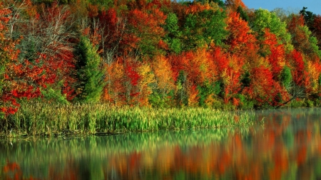 Autumn Horseshoe Lake - trees, nature, multicolored, autumn, lake, forest