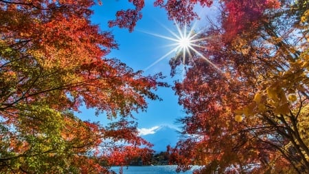 Red Maples Trees - lake, fall, maple, trees, nature, sun, autumn