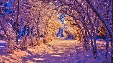 Winter Park - trees, winter, nature, road, snow, park