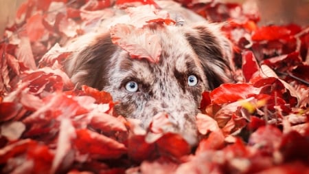 Hiding - funny, autumn, red, australian shepherd, cute, dog, leaf, blue eyes