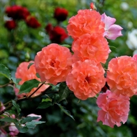 Orange Roses