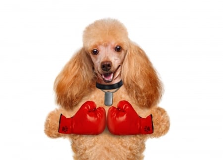 Funny poodle - white, red, box, poodle, funny, caine, glove, dog