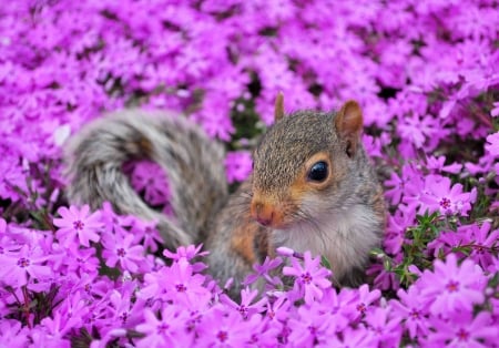 Squirrel - animal, summer, cute, field, flower, pink, squirrel, veverita