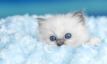 Kitten - eyes, pisica, kitten, siamese, white, blue, animal, sweet, cute