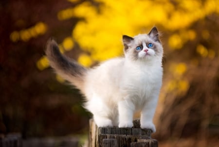 Kitten - yellow, cat, pisica, white, animal, kitten, autumn, cute, siamese