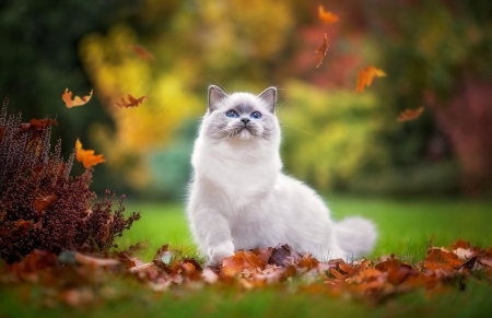 Cat - orange, cat, pisica, white, animal, autumn, green, cute, leaf, siamese