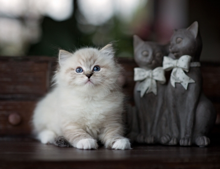 Kitten - sweet, cat, black, pisica, white, animal, kitten, figurine, cute, bow