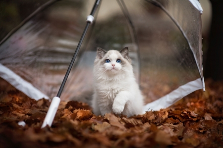 Cat - white, umbrella, pisica, kitten, autumn, orange, leaf, cat