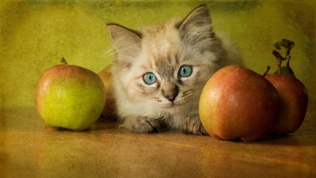 Kitten - apple, pisica, animal, cute, fruit, cat, autumn, green