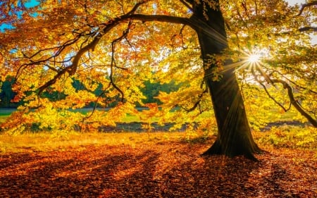 Golden autumn rays - sunlight, branches, beautiful, sunshine, leaves, tree, fall, glow, rays, autumn, golden, foliage, park