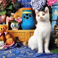 Calico Cat, Teddybear, & Tea Cup F