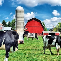 Cows on the Farm 