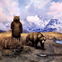 Alaska Brown Bear Diorama F