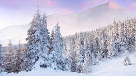 Winter Sunrise - trees, winter, snow, sunrise, forest, mountains, sky