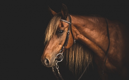 Horse - horse, wild, animal, hd