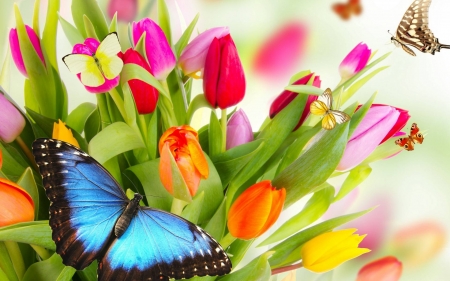 flowers and butterflies - butterflies, cool, flowers, fun, nature