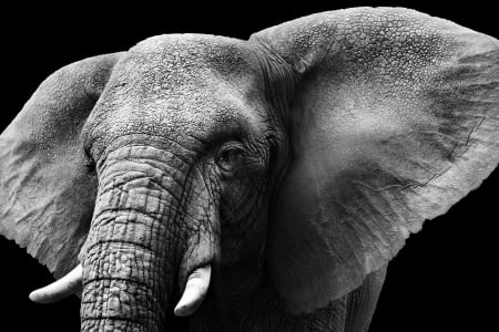 Elephant - animal, HD, photo, Elephant, wild