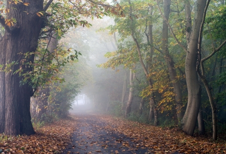 Forest - trees, nature, road, landscape, Forest, leaves