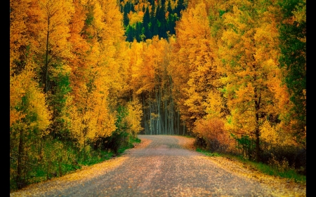 Autumn Forest Road - fall, trees, nature, autumn, road, forest, leaves