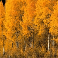 Aspen Trees in the Fall