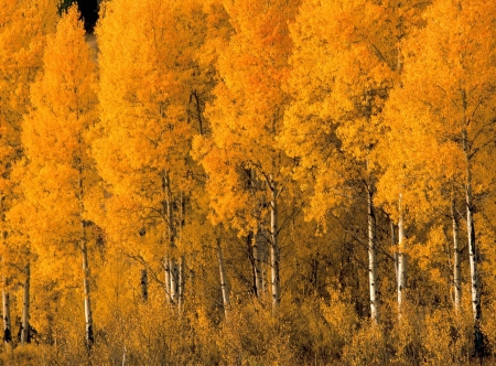 Aspen Trees in the Fall - nature, autumn, yellow, forest, aspen trees