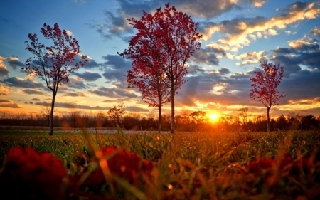 Autumn Sunset - clouds, trees, sunset, nature, autumn, landscape, field