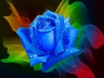 Drops on Blue Rose