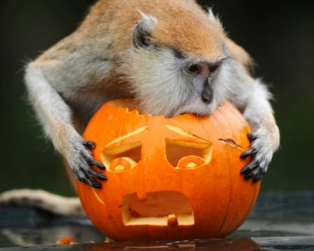 Happy Halloween! - animal, funny, halloween, orange, pumpkin, monkey