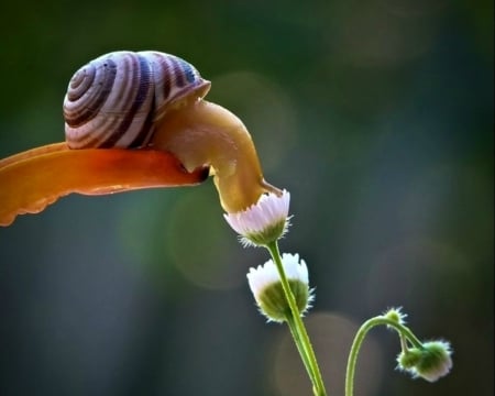 Nice perfume - flower, cute, bokeh, snail, orange, macro, green