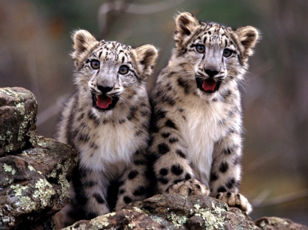 Snow leopard cubs - surprised, animal, cub, snow leopard, cute, funny face, couple