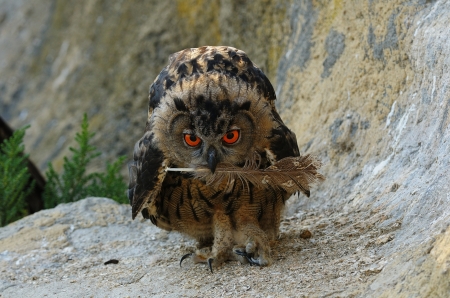 Owl