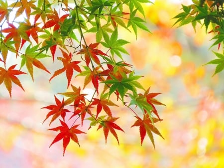 Autumn Leaves - branches, autumn, white, fall, yellow, red, leaves, orange, green