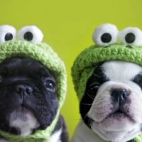 Puppies in froggy hats